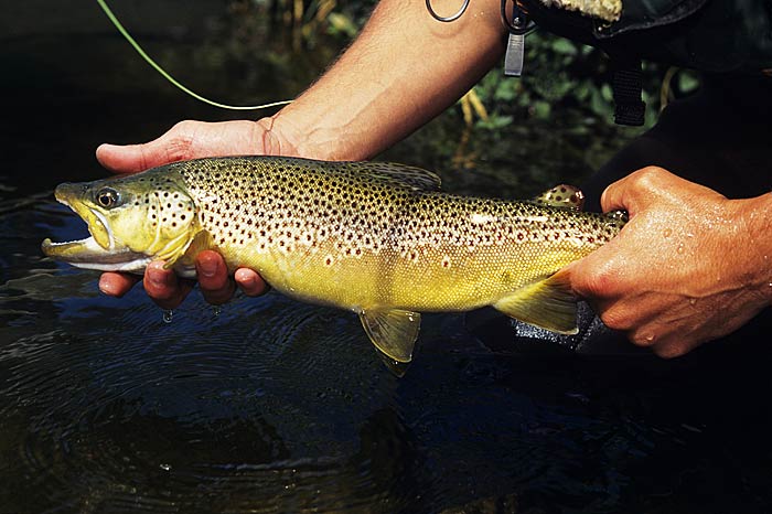 Nahanni Trout1rf